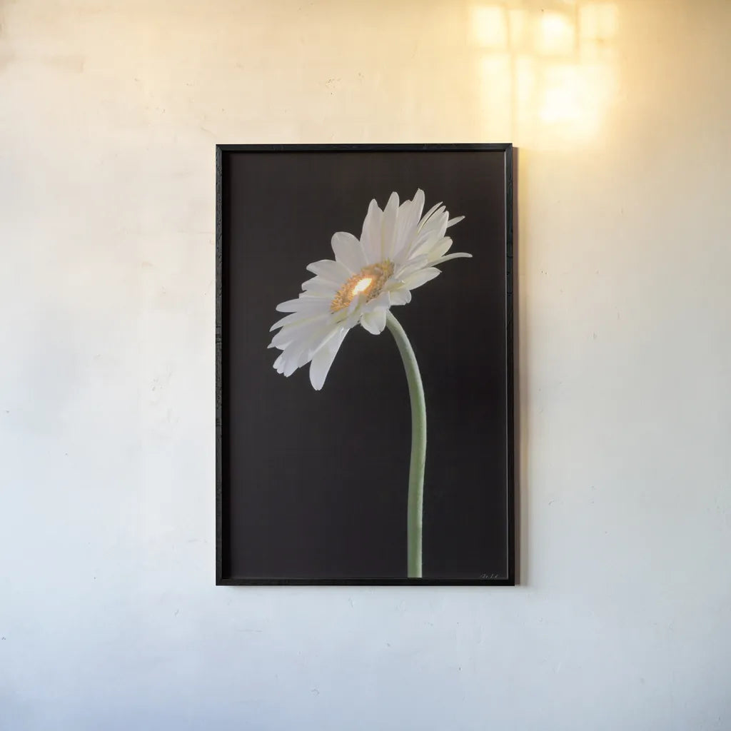 White Gerber Light by Deborah Revell. shown as a paper print in a black flame. Available as a archival giclee rolled canvas, fine art paper, or poster print. SKU 95332h.