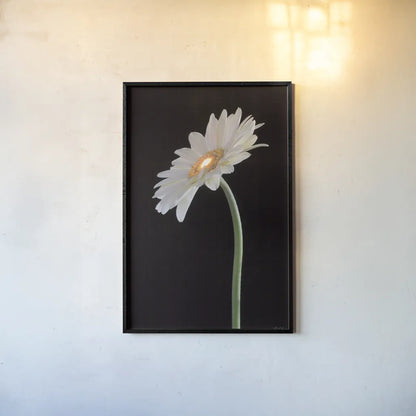 White Gerber Light by Deborah Revell. shown as a paper print in a black flame. Available as a archival giclee rolled canvas, fine art paper, or poster print. SKU 95332h.