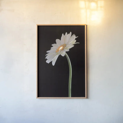 White Gerber Light by Deborah Revell. shown as a paper print in a natural frame. Available as a archival giclee rolled canvas, fine art paper, or poster print. SKU 95332h.