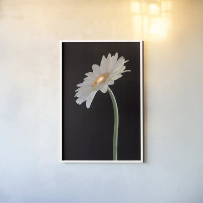 White Gerber Light by Deborah Revell. shown as a paper print in a white frame. Available as a archival giclee rolled canvas, fine art paper, or poster print. SKU 95332h.