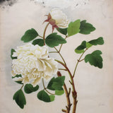White Peony by Deborah Revell. SKU 92678a. Archival Giclee Fine art print for wall decor.