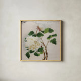 White Peony by Deborah Revell. Shown in a natural wood glass frame for a timeless modern aesthetic. Available as an archival giclee rolled canvas, fine art paper, or poster print. SKU 92678a.