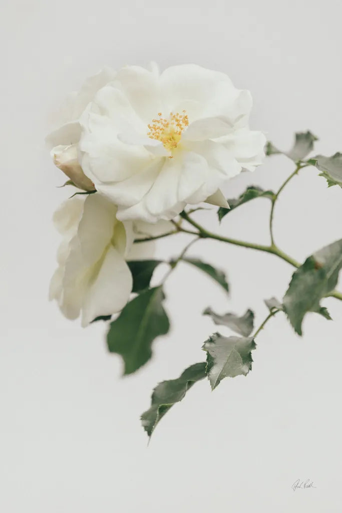 White Rose I by Deborah Revell. SKU 92609h. Archival Giclee Fine art print for wall decor.