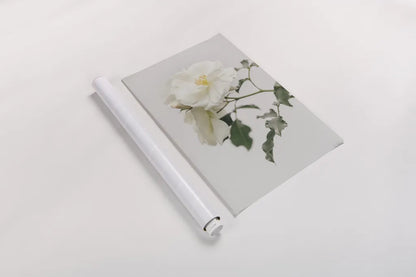 White Rose I by Deborah Revell. shown as a rolled paper print. Available as archival giclee rolled canvas, fine art paper, or poster print. SKU 92609h.