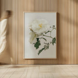 White Rose I by Deborah Revell. shown as over sized large wall art. Available as an archival giclee rolled canvas, fine art paper, or poster print. SKU 92609h.