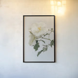 White Rose I by Deborah Revell. shown as a paper print in a black flame. Available as a archival giclee rolled canvas, fine art paper, or poster print. SKU 92609h.