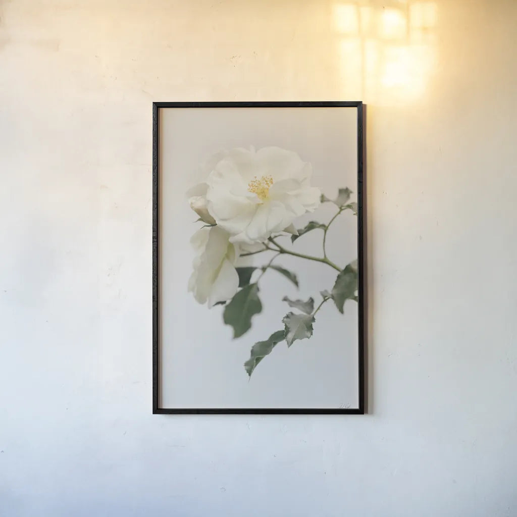 White Rose I by Deborah Revell. shown as a paper print in a black flame. Available as a archival giclee rolled canvas, fine art paper, or poster print. SKU 92609h.