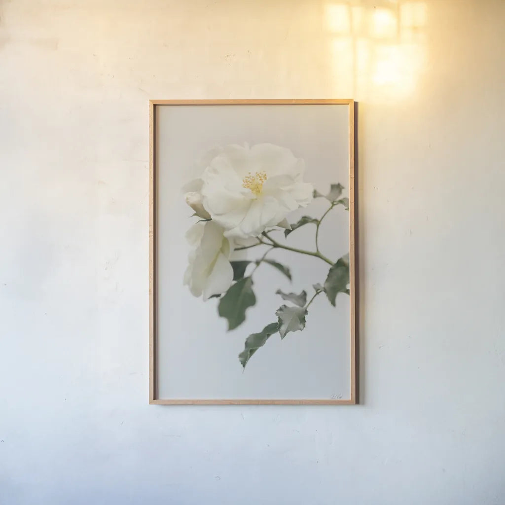 White Rose I by Deborah Revell. shown as a paper print in a natural frame. Available as a archival giclee rolled canvas, fine art paper, or poster print. SKU 92609h.