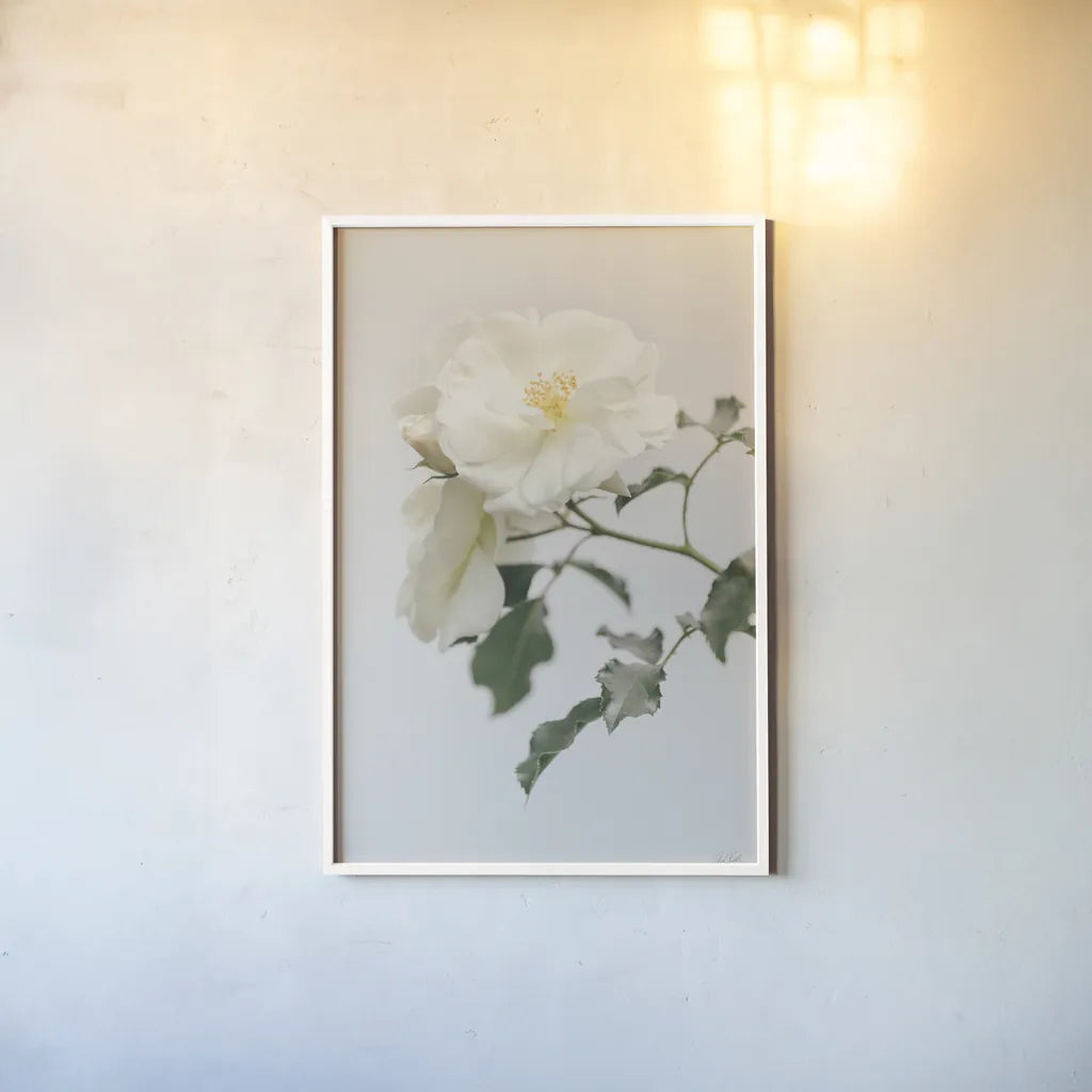 White Rose I by Deborah Revell. shown as a paper print in a white frame. Available as a archival giclee rolled canvas, fine art paper, or poster print. SKU 92609h.