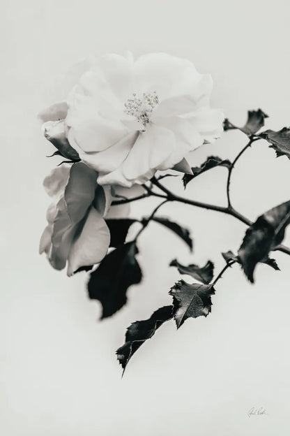White Rose I BW by Deborah Revell. SKU 92612h. Archival Giclee Fine art print for wall decor.