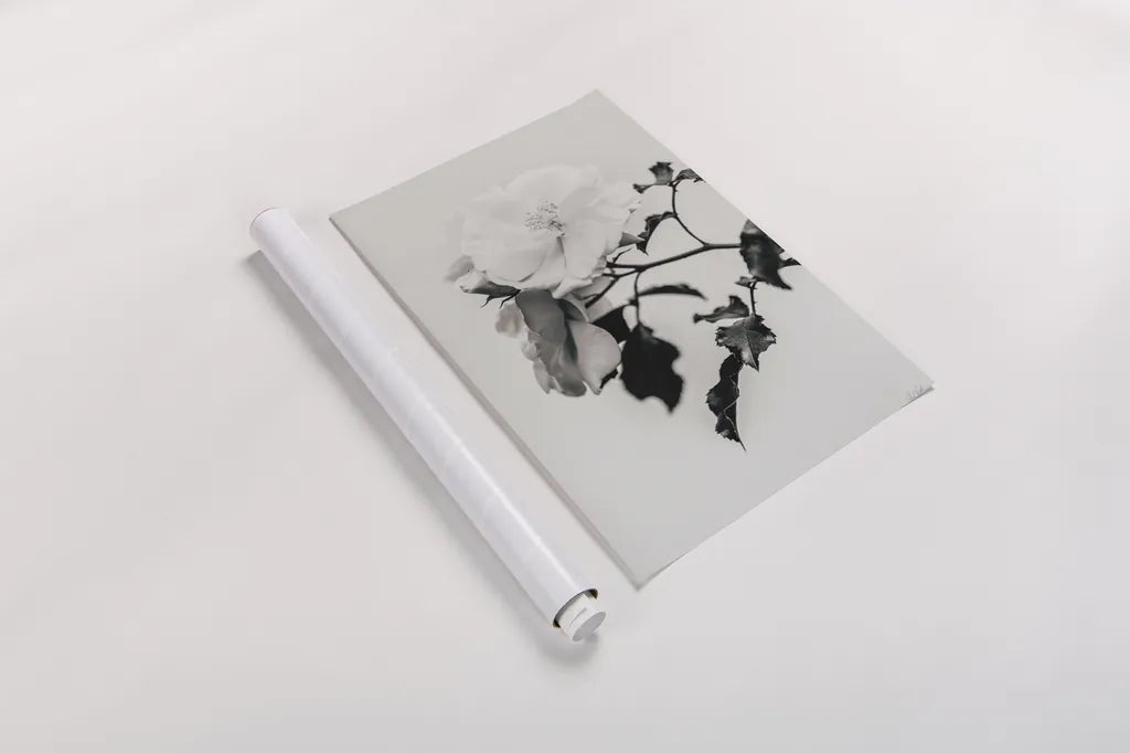 White Rose I BW by Deborah Revell. shown as a rolled paper print. Available as archival giclee rolled canvas, fine art paper, or poster print. SKU 92612h.