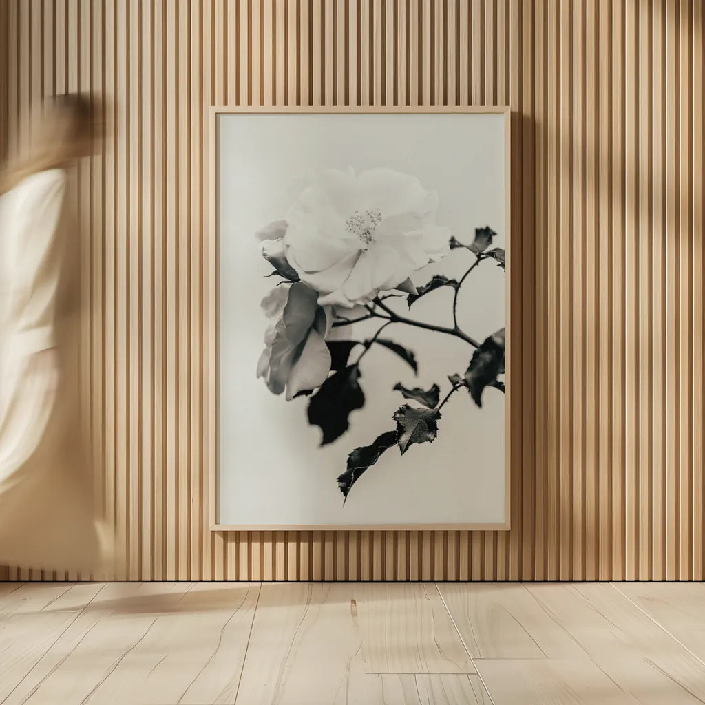 White Rose I BW by Deborah Revell. shown as over sized large wall art. Available as an archival giclee rolled canvas, fine art paper, or poster print. SKU 92612h.