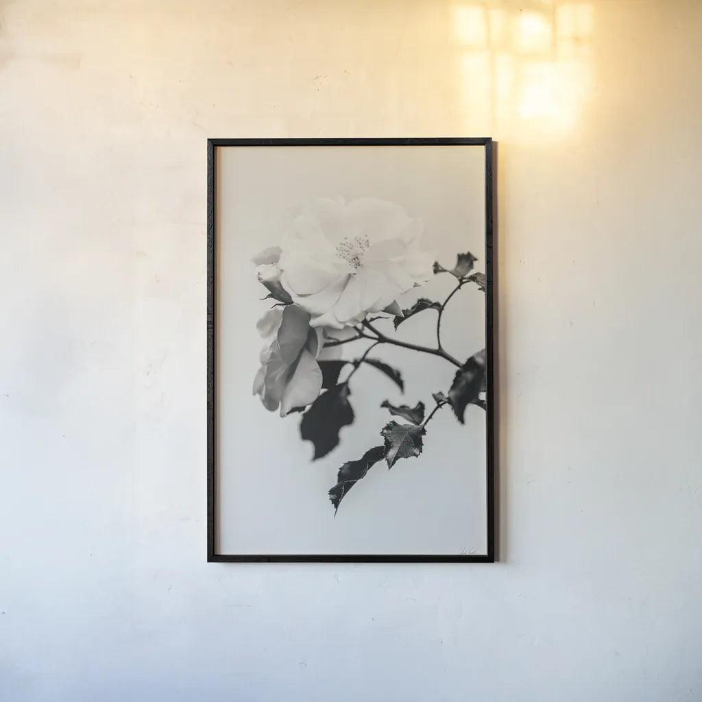 White Rose I BW by Deborah Revell. shown as a paper print in a black flame. Available as a archival giclee rolled canvas, fine art paper, or poster print. SKU 92612h.