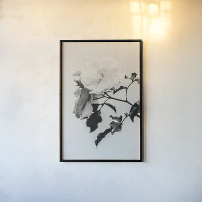 White Rose I BW by Deborah Revell. shown as a paper print in a black flame. Available as a archival giclee rolled canvas, fine art paper, or poster print. SKU 92612h.