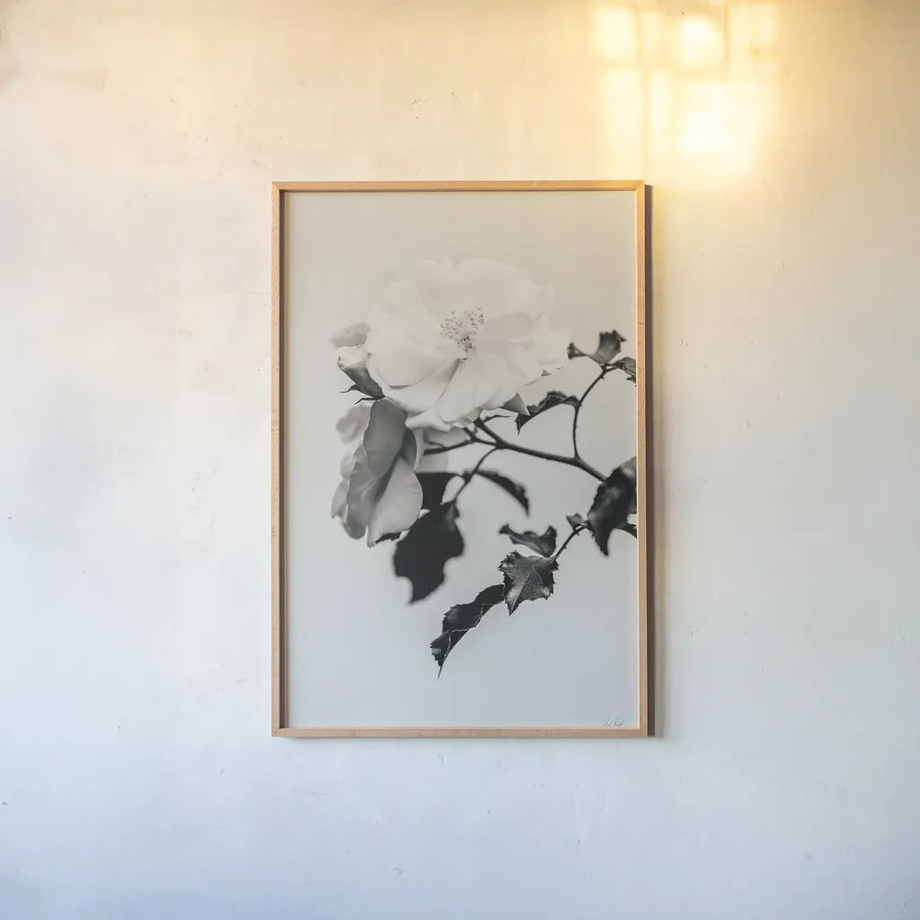 White Rose I BW by Deborah Revell. shown as a paper print in a natural frame. Available as a archival giclee rolled canvas, fine art paper, or poster print. SKU 92612h.