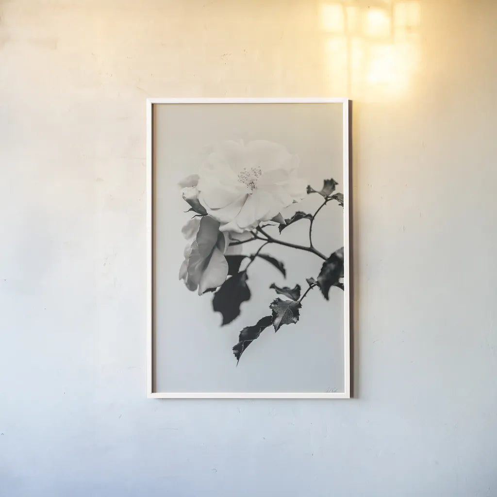 White Rose I BW by Deborah Revell. shown as a paper print in a white frame. Available as a archival giclee rolled canvas, fine art paper, or poster print. SKU 92612h.