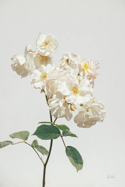 White Rose II by Deborah Revell. SKU 92610h. Archival Giclee Fine art print for wall decor.