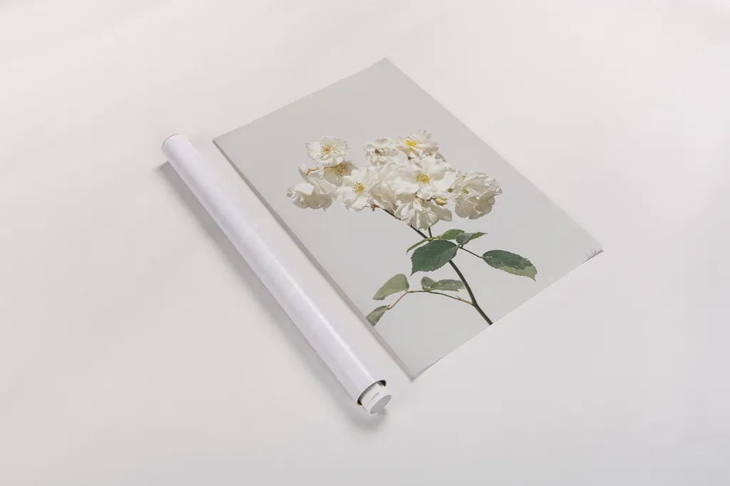 White Rose II by Deborah Revell. shown as a rolled paper print. Available as archival giclee rolled canvas, fine art paper, or poster print. SKU 92610h.