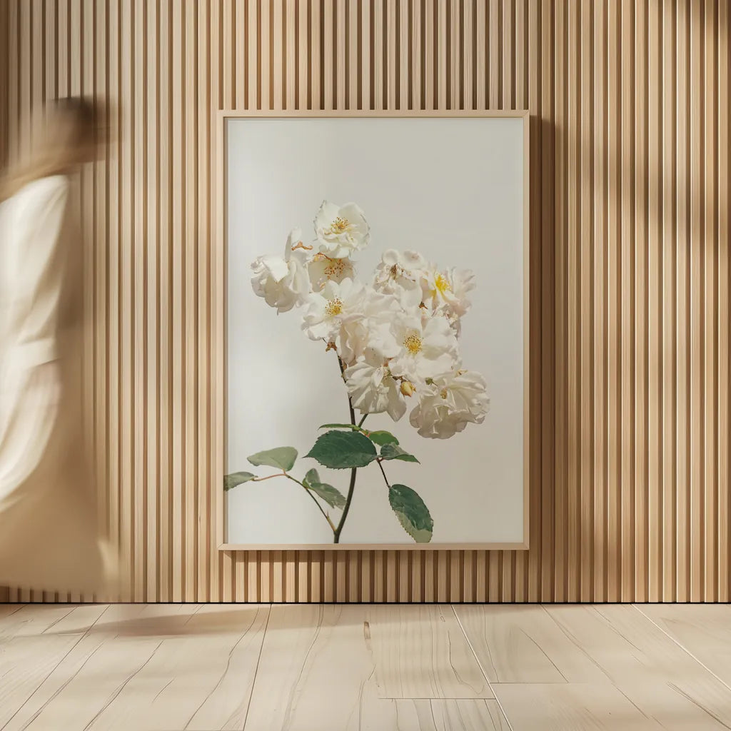 White Rose II by Deborah Revell. shown as over sized large wall art. Available as an archival giclee rolled canvas, fine art paper, or poster print. SKU 92610h.