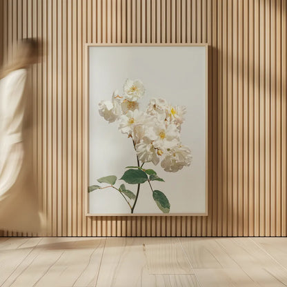 White Rose II by Deborah Revell. shown as over sized large wall art. Available as an archival giclee rolled canvas, fine art paper, or poster print. SKU 92610h.