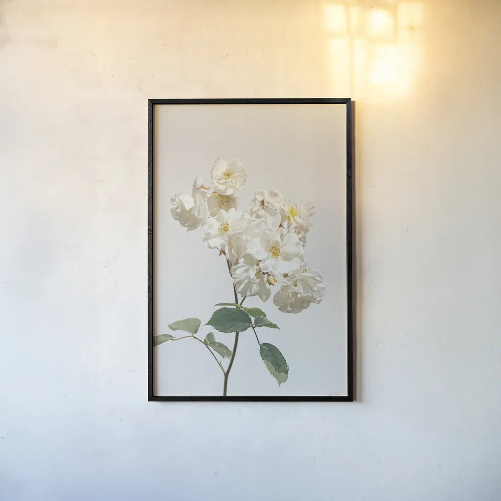 White Rose II by Deborah Revell. shown as a paper print in a black flame. Available as a archival giclee rolled canvas, fine art paper, or poster print. SKU 92610h.