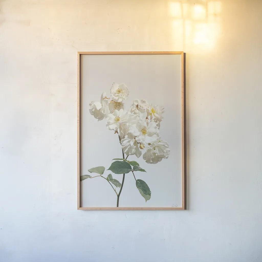 White Rose II by Deborah Revell. shown as a paper print in a natural frame. Available as a archival giclee rolled canvas, fine art paper, or poster print. SKU 92610h.