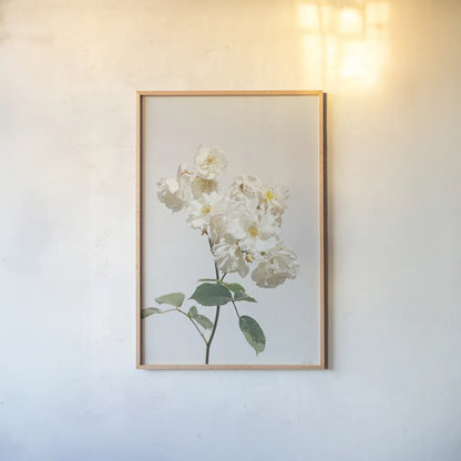 White Rose II by Deborah Revell. shown as a paper print in a natural frame. Available as a archival giclee rolled canvas, fine art paper, or poster print. SKU 92610h.
