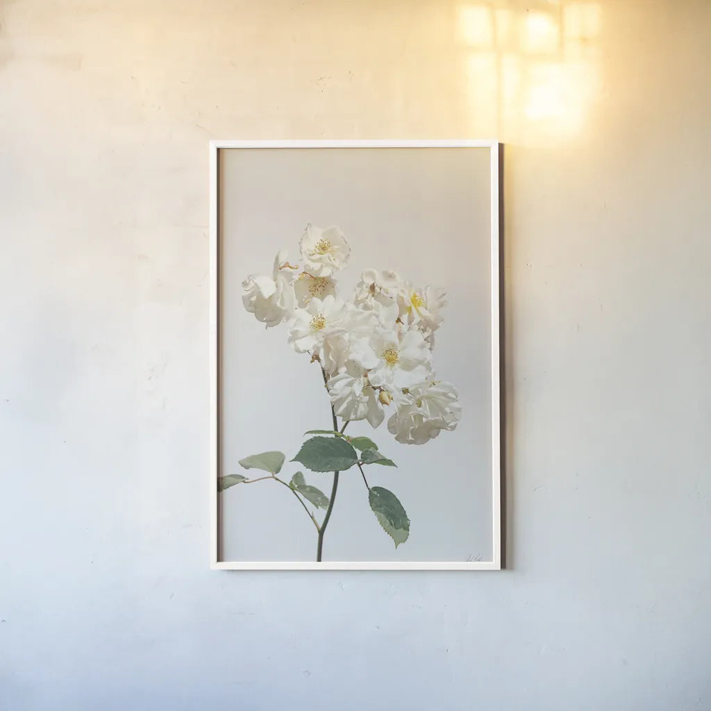 White Rose II by Deborah Revell. shown as a paper print in a white frame. Available as a archival giclee rolled canvas, fine art paper, or poster print. SKU 92610h.