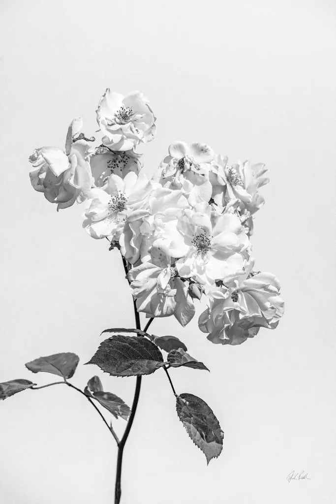 White Rose II BW by Deborah Revell. SKU 92613h. Archival Giclee Fine art print for wall decor.