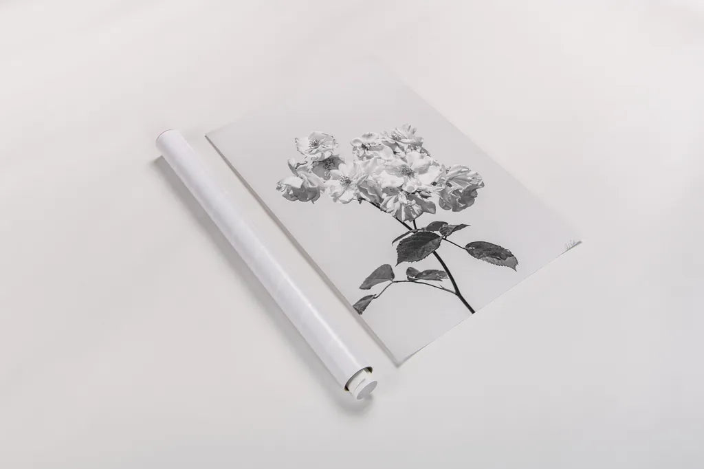 White Rose II BW by Deborah Revell. shown as a rolled paper print. Available as archival giclee rolled canvas, fine art paper, or poster print. SKU 92613h.