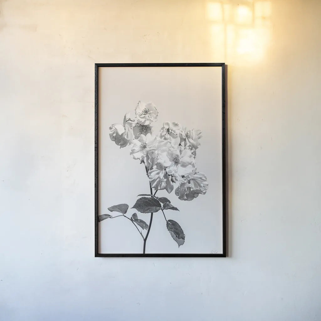 White Rose II BW by Deborah Revell. shown as a paper print in a black flame. Available as a archival giclee rolled canvas, fine art paper, or poster print. SKU 92613h.