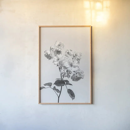 White Rose II BW by Deborah Revell. shown as a paper print in a natural frame. Available as a archival giclee rolled canvas, fine art paper, or poster print. SKU 92613h.