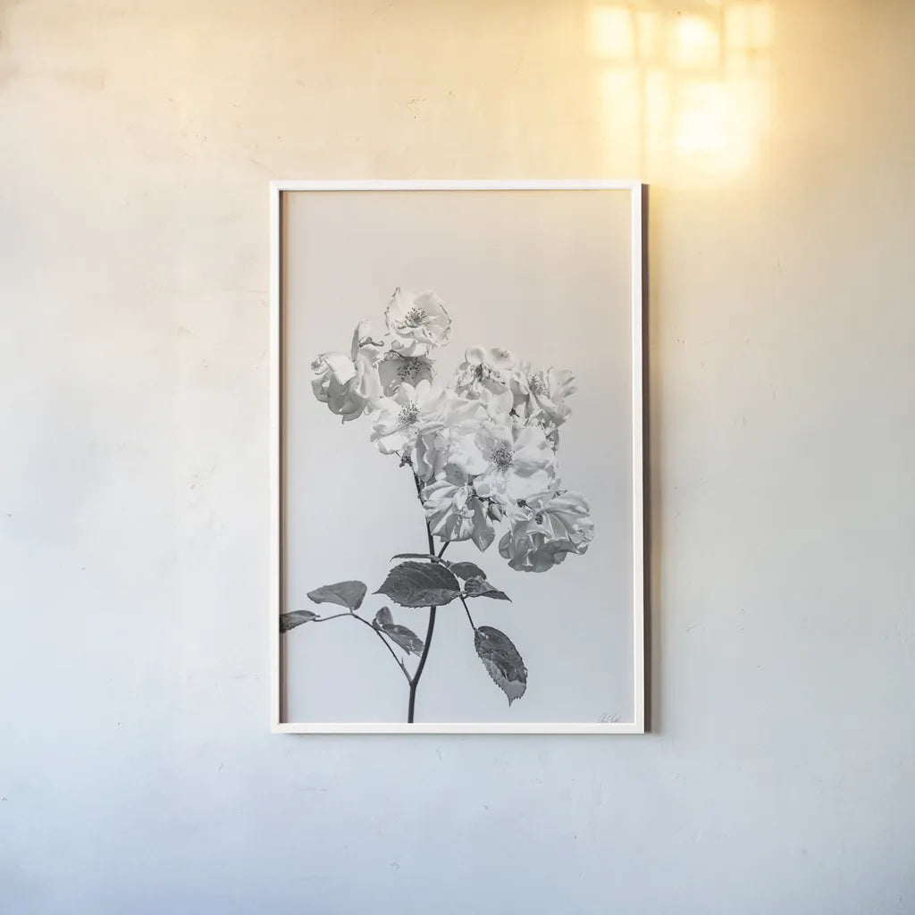 White Rose II BW by Deborah Revell. shown as a paper print in a white frame. Available as a archival giclee rolled canvas, fine art paper, or poster print. SKU 92613h.
