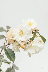 White Rose III by Deborah Revell. SKU 92611h. Archival Giclee Fine art print for wall decor.