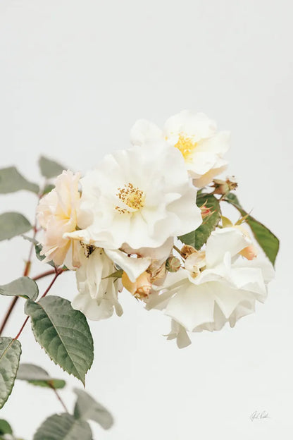 White Rose III by Deborah Revell. SKU 92611h. Archival Giclee Fine art print for wall decor.