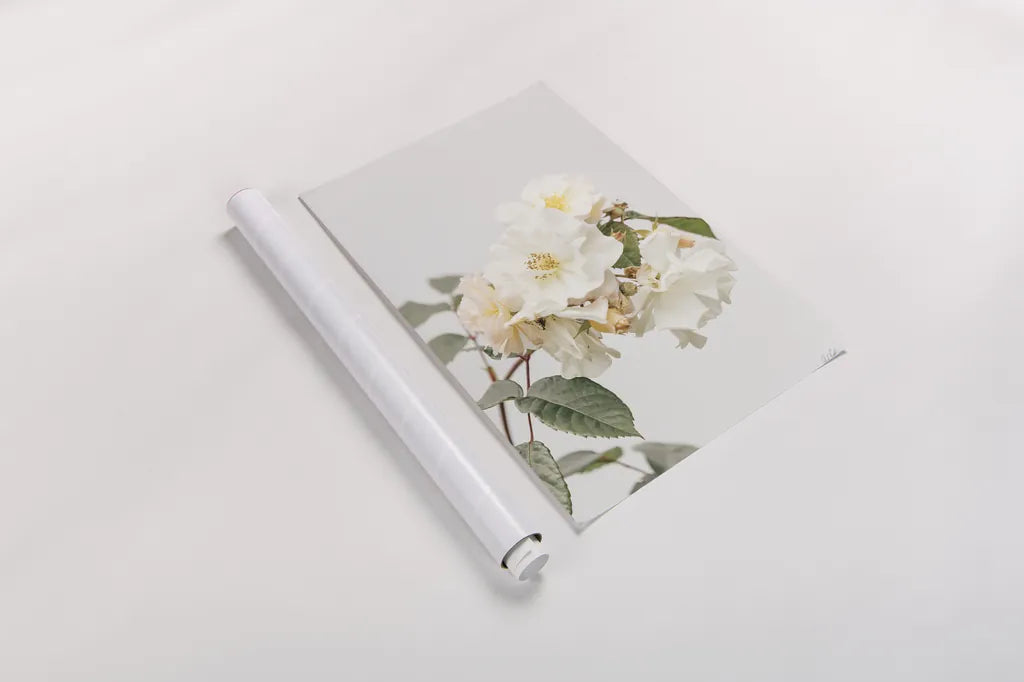 White Rose III by Deborah Revell. shown as a rolled paper print. Available as archival giclee rolled canvas, fine art paper, or poster print. SKU 92611h.
