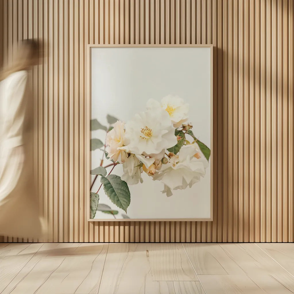 White Rose III by Deborah Revell. shown as over sized large wall art. Available as an archival giclee rolled canvas, fine art paper, or poster print. SKU 92611h.