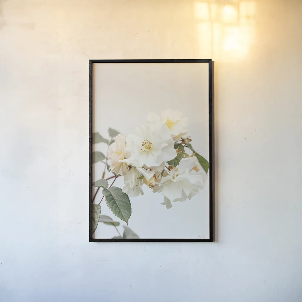 White Rose III by Deborah Revell. shown as a paper print in a black flame. Available as a archival giclee rolled canvas, fine art paper, or poster print. SKU 92611h.