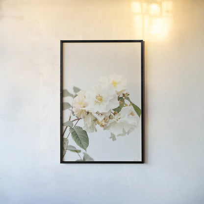 White Rose III by Deborah Revell. shown as a paper print in a black flame. Available as a archival giclee rolled canvas, fine art paper, or poster print. SKU 92611h.