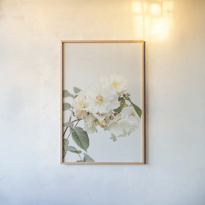 White Rose III by Deborah Revell. shown as a paper print in a natural frame. Available as a archival giclee rolled canvas, fine art paper, or poster print. SKU 92611h.
