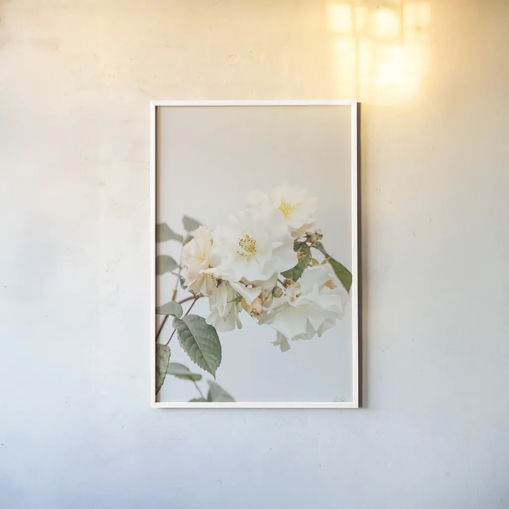 White Rose III by Deborah Revell. shown as a paper print in a white frame. Available as a archival giclee rolled canvas, fine art paper, or poster print. SKU 92611h.
