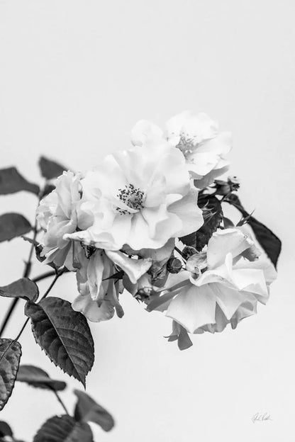 White Rose III BW by Deborah Revell. SKU 92614h. Archival Giclee Fine art print for wall decor.