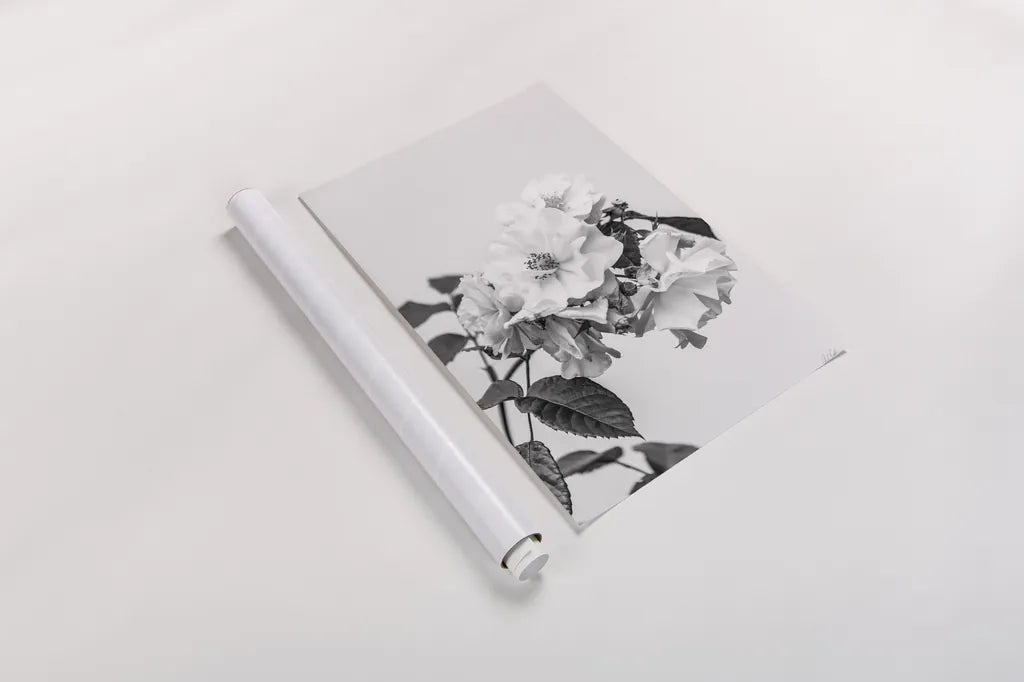 White Rose III BW by Deborah Revell. shown as a rolled paper print. Available as archival giclee rolled canvas, fine art paper, or poster print. SKU 92614h.