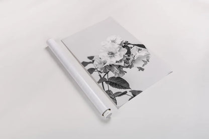 White Rose III BW by Deborah Revell. shown as a rolled paper print. Available as archival giclee rolled canvas, fine art paper, or poster print. SKU 92614h.