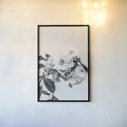 White Rose III BW by Deborah Revell. shown as a paper print in a black flame. Available as a archival giclee rolled canvas, fine art paper, or poster print. SKU 92614h.