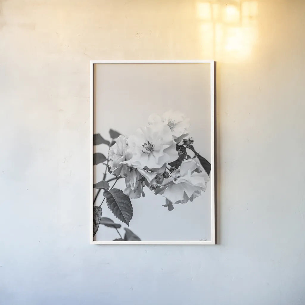 White Rose III BW by Deborah Revell. shown as a paper print in a white frame. Available as a archival giclee rolled canvas, fine art paper, or poster print. SKU 92614h.