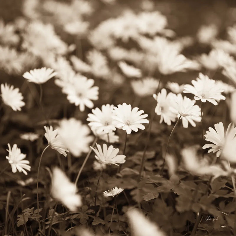Wild Daisies by Deborah Revell. SKU 96826a. Archival Giclee Fine art print for wall decor.