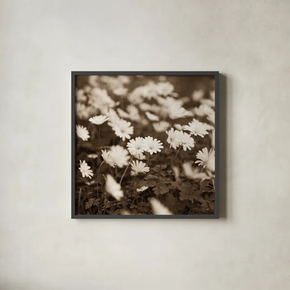 Wild Daisies by Deborah Revell. Shown in a sleek black glass frame for a contemporary gallery look. Available as an archival giclee rolled canvas, fine art paper, or poster print. SKU 96826a.