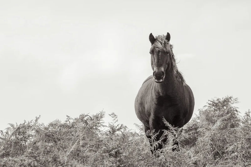 Wild Dartmoor Pony by Deborah Revell. SKU 94289i. Archival Giclee Fine art print for wall decor.