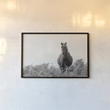 Wild Dartmoor Pony by Deborah Revell. shown as a paper print in a black flame. Available as a archival giclee rolled canvas, fine art paper, or poster print. SKU 94289i.